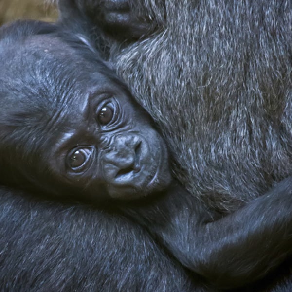 A baby gorilla (not shown) was born at the San Diego Zoo on Wednesday.