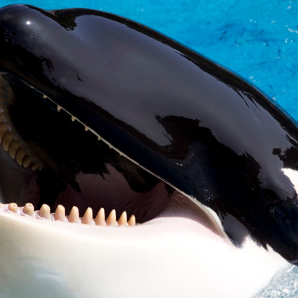 Killer whale (Orcinus orca) opens mouth and waits for fish