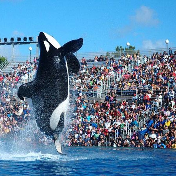 Shamu performs at San Diego SeaWorld in 2009.