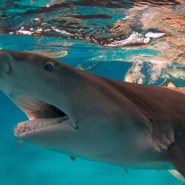 Sharks fed water ocean
