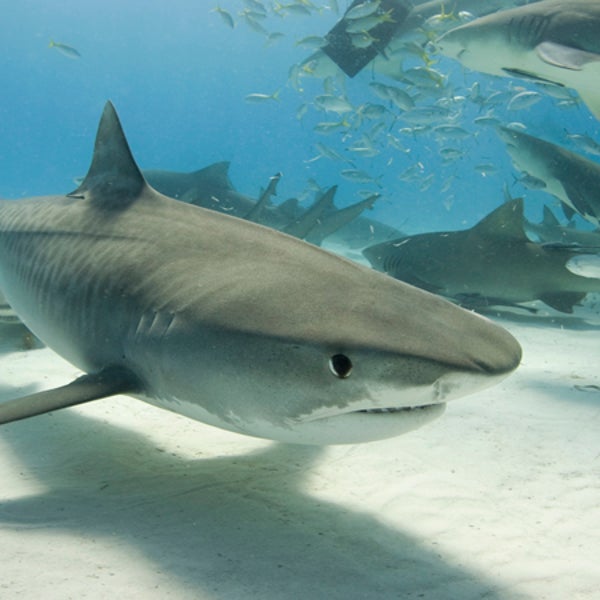 Researchers from Hawaii and Tokyo strapped a POV camera to a tiger shark similar to this one.