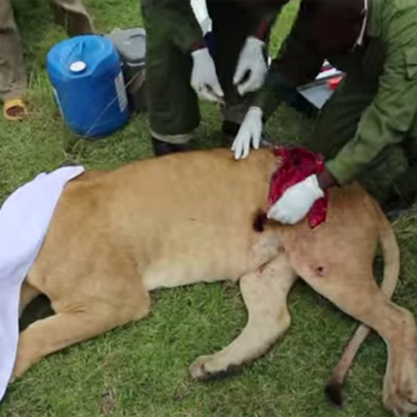 Veterinary superheroes attend to a mutilated African lioness in the field.