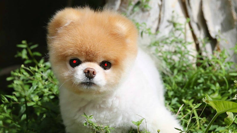 Small dogs will soon be our masters.