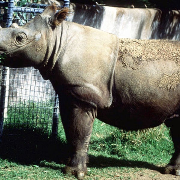 Suci Sumatran Rhino Outside Magazine OutsideOnline News