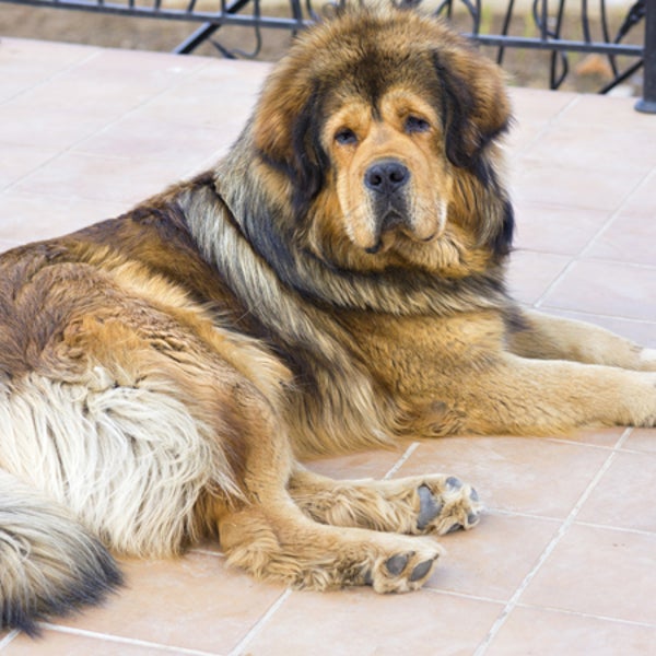 A Tibetan mastiff, similar to the one shown here, sold Wednesday for a record $1.9 million.