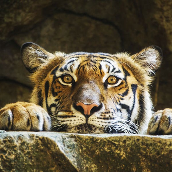Tigers Asylum OutsideOnline News