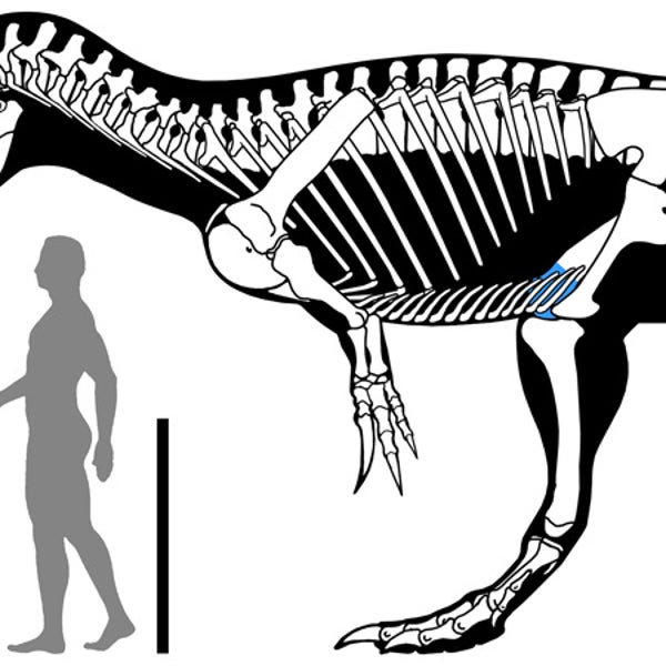 An artist's rendering comparing Torvosaurus to humans.