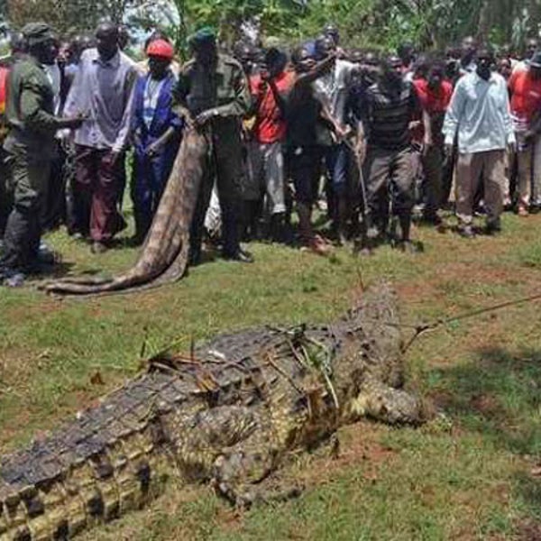 News OutsideOnline Crocodile News