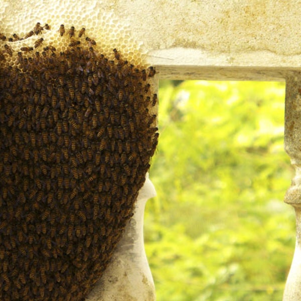 OutsideOnline news honeybee shortage crop yield