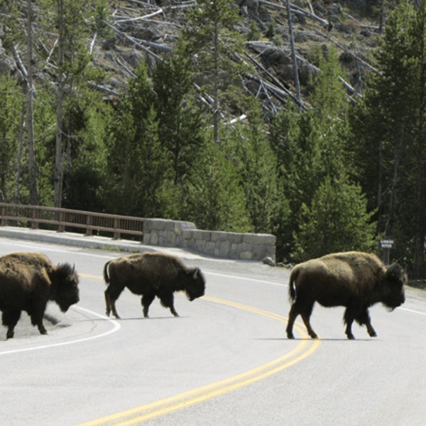 Could Yellowstone's bison anticipate Sunday's quake?
