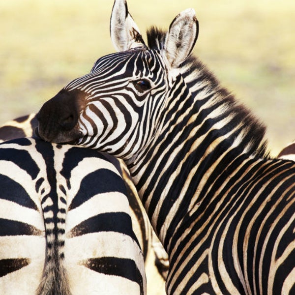 These stripes have a purpose, no butts about it.