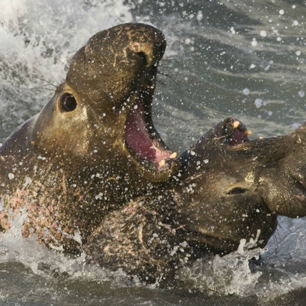Elephant seals fighting.