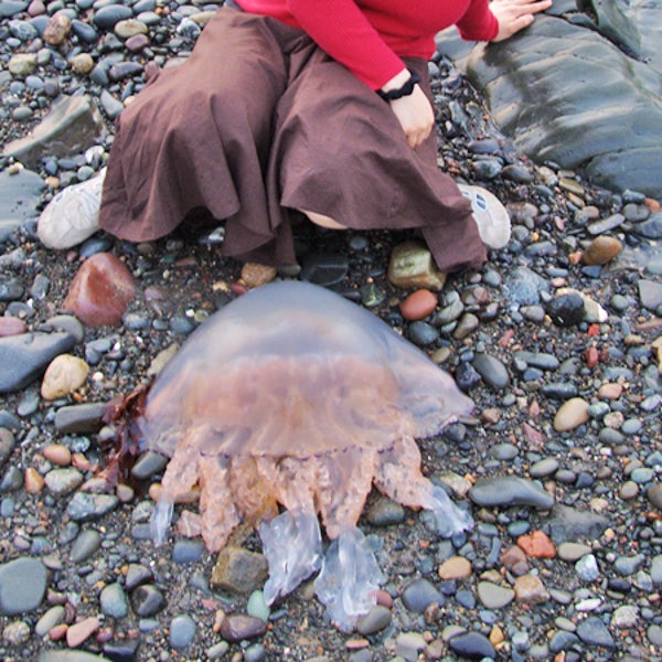 Natasha global warming Ardwell Ayrshire Bay rocks pebbles jellyfish sea jelly beached barrel sea Rhizostoma octopus outside online barrel jellyfish