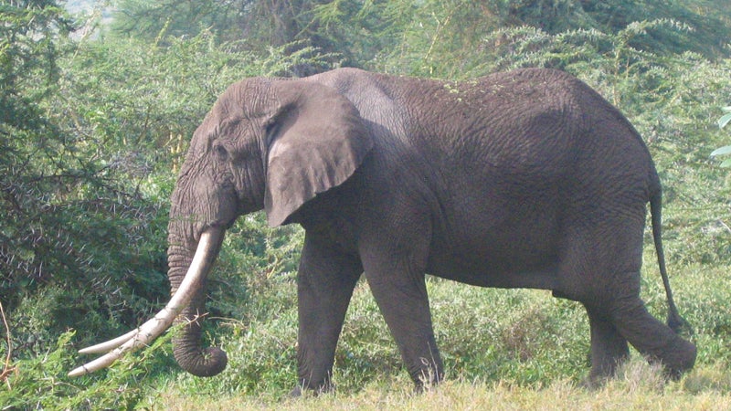 With tusks weighing more than 100 pounds each, Kenya's