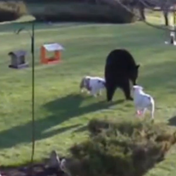 OutsideOnline New Hampshire farmer bulldogs two Black Bear one brawl backyard fight wanderer birdfeeder fled ran guess who snacker nature notorious snack-y bark dogs territory defend Chokey the bear