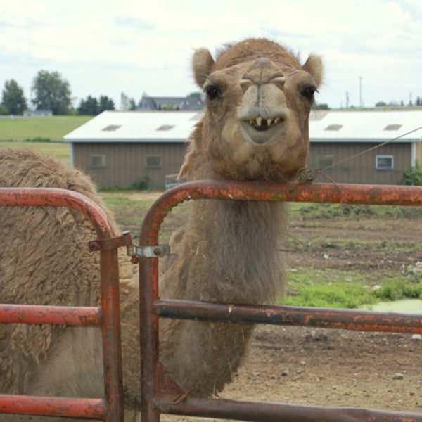 The new face of the healthy food movement. camel ungulate outside online dairy fda raw food camel milk middle east north carolina