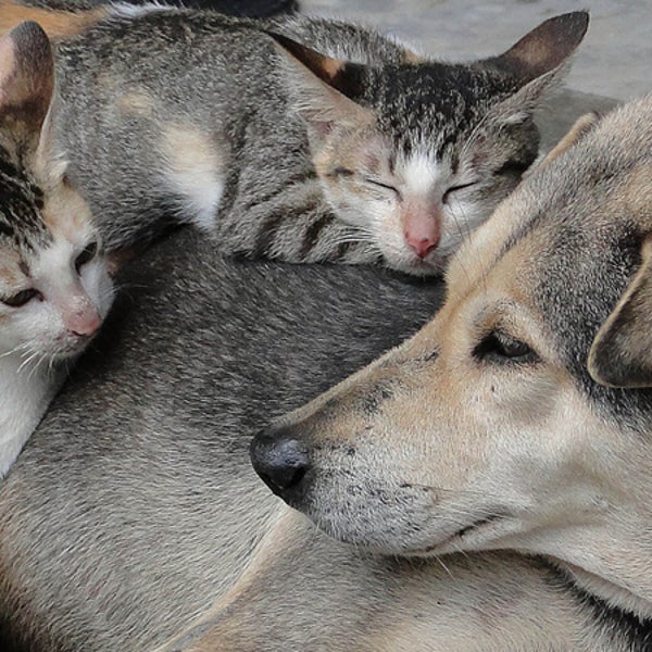 Meanwhile, cats and dogs are getting along anyway. dog lovers cat lovers personality survey neurotic agreeable intelligence animal pet owners independent outgoing energetic.