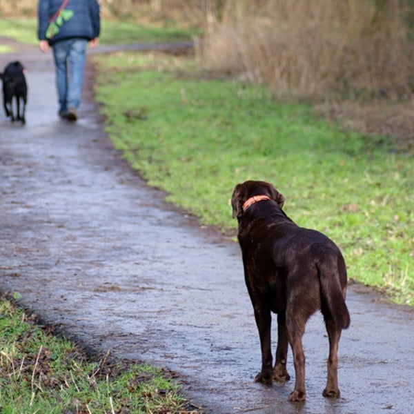 dog jealousy dog emotions canine psychology christine harris university of california san di outside magazine outside online news from the field envy jealousy attention seeking