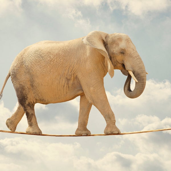 A new Mexico City ban on animals in circus acts puts nonhuman performers in a precarious situation. animal cruelty outside online barnum and bailey ringling brothers animal trainer elephant lion tiger bear dog