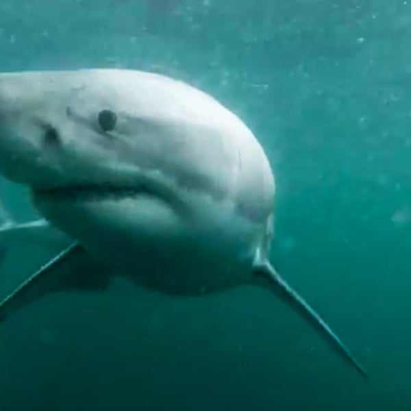 Sydney Harbor Shark Video Outside Online Fake