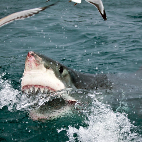 Because a shark sighting beats buttered lobster and white wine spritzers any day.