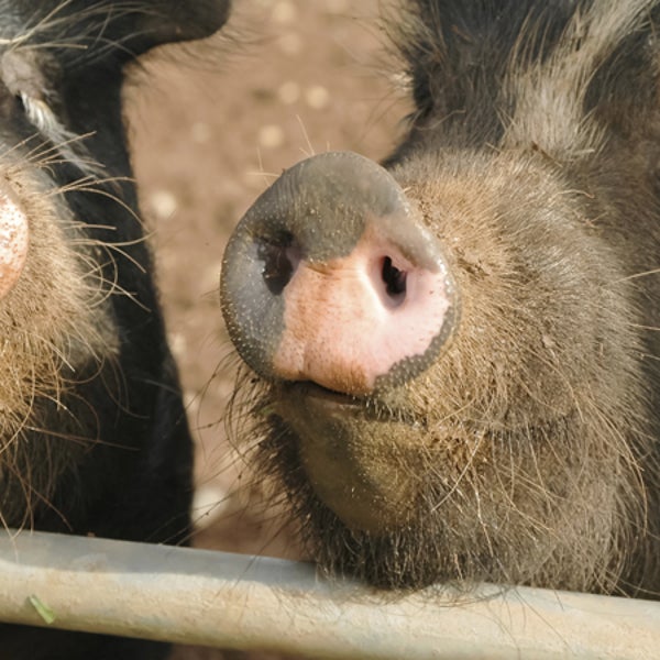 Hogs produce a lot of waste— can they peacefully coexist with a watershed?