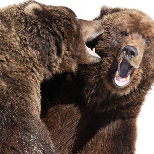 These brown bears at the Alaska Zoo are just play-fighting, but a mother bear protecting her cubs means business.