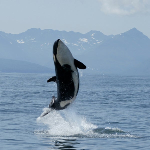 orca killer whale japan hoax viral blackfish