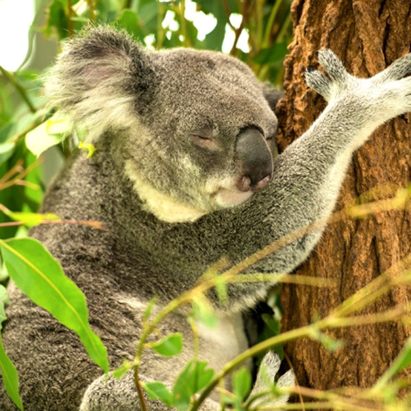No, koalas don't get more sympathetic as the heat turns up—tree-hugging is purely a survival tactic.