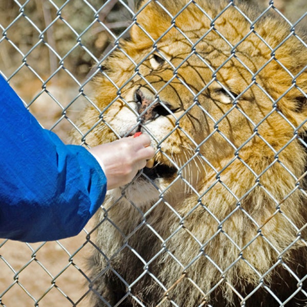 feeding lions animal preserve zoo memphis zoo cookie outdoors outside outside online outside magazine