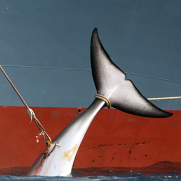 Despite legal pressure from the international community, Japanese whaling campaigns are continuing.