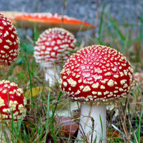 Drink up. Note that these mushrooms are not those found in North Korea's new sports beverage—they're actually of the poisonous Amanita muscaria variety.