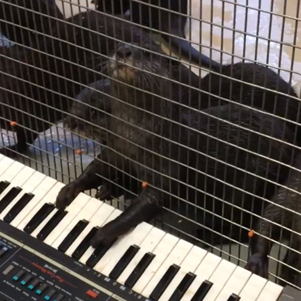 OutsideOnline Asian small-clawed otters lead compose classical Bach piano organ dark sublime middle C sharp flat high-C rework style melody keyboard Smithsonian National Zoo #ZooEnrichment hashtag zoo enrichment program
