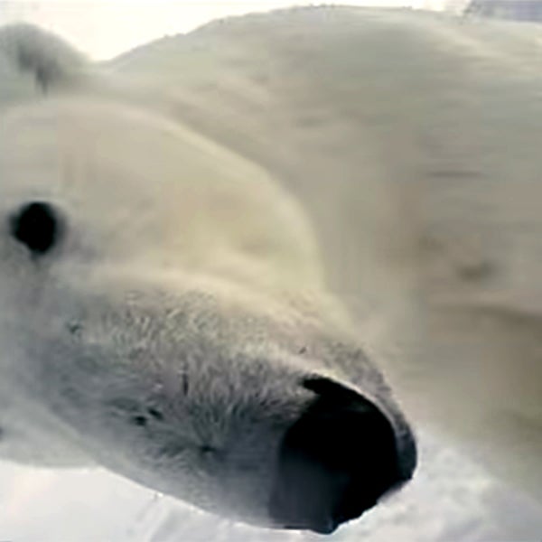 Another bear checks out the video camera our Beaufort Sea polar bear carried around. Scientists gathered about 40 hours of video from the bears.
