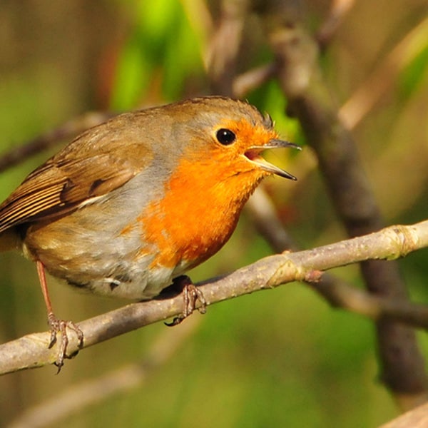 robin birdsong bird song singing bird Queen Mary University in London outside magazine outside online shazam shazam for birds Dan Stowell