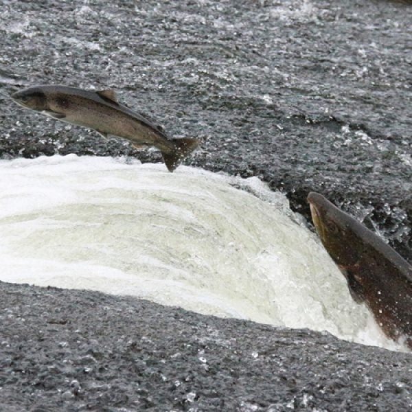 salmon Washington pressurized tube transport DamNation