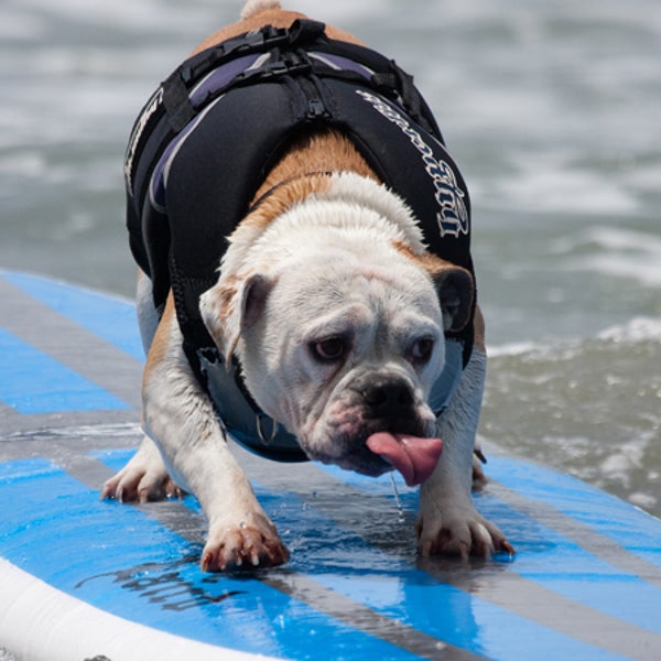 surfing dogs San Diego California Humane Society Hanzo