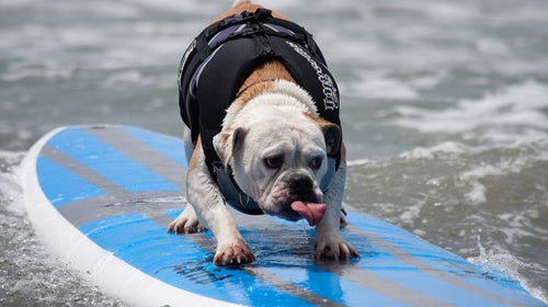surfing dogs San Diego California Humane Society Hanzo