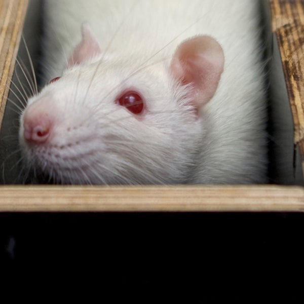 OutsideOnline rat maze trick experiment experience regret food snack reward good option wheel-spoke Redish Labs neuroscientists bread cherry scramble foodie paused look back could have been