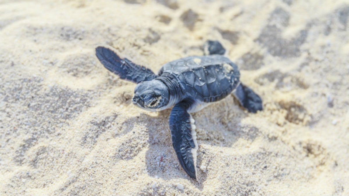 Where Do Baby Turtles Go? Outside Online