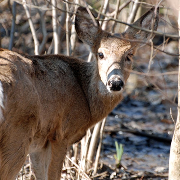 An abundance of deer is bad news for a Washington, D.C. park—but there's a solution.