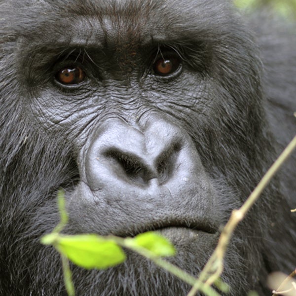 About 200 endangered mountain gorillas live in Virunga National Park, which is also Africa's oldest and most diverse park.