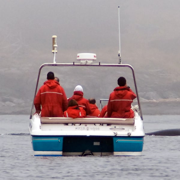 Whale-watching boats get up close and personal to our favorite cetaceans—but often, they get too close.