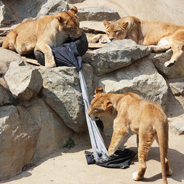 zoo jeans lions tigers and bears distressed denim Takuya Miyamoto Kamine Zoo Japan Japan Real Time outside magazine outside online