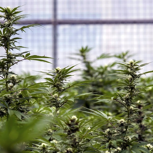 The estimated value of the marijuana raid is more than $6 million.