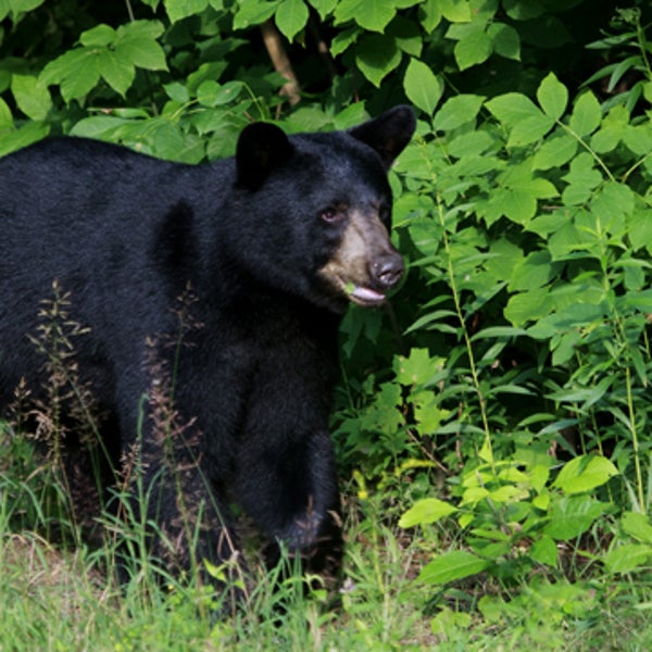 black bear attack outside new jersey hiking