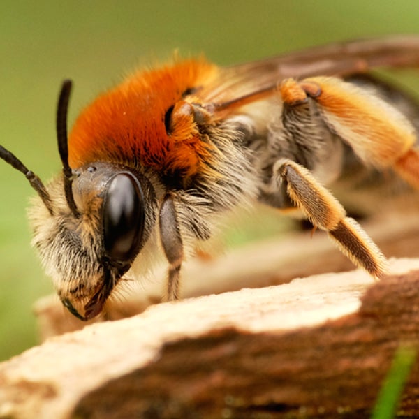 bee venom cancer toxins San Francisco