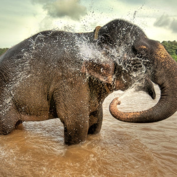 elephants poaching conservation