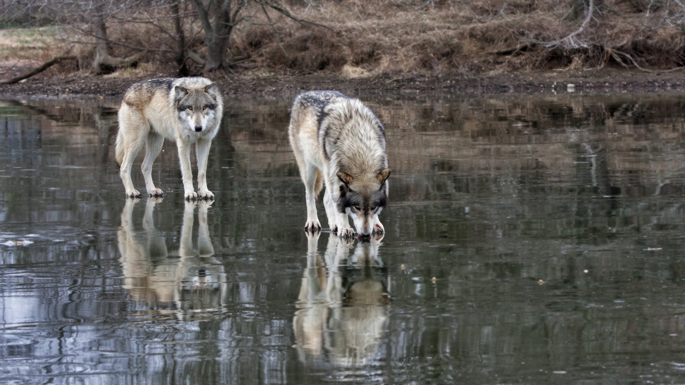 Wyoming Wolves Back on Endangered Species List - Outside Online