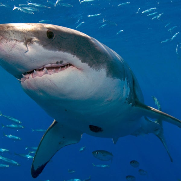 great white shark REMUS camera Mexico Woods Hole Oceanographic Instit